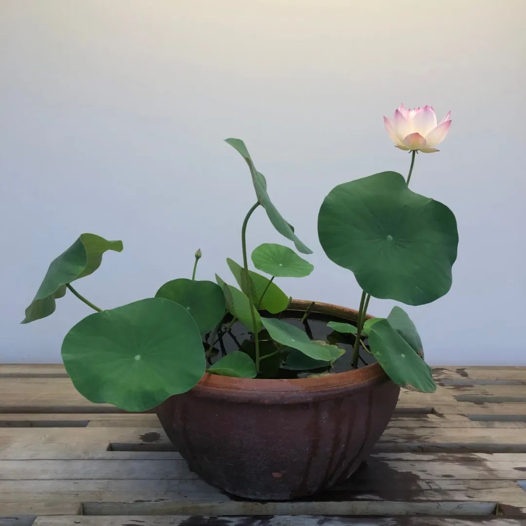 新手种碗莲施什么肥,详解碗莲种植养护的方法完全篇