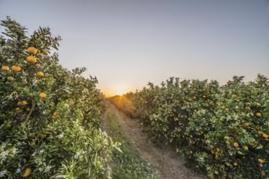 了解巴西的足球,了解巴西的视频