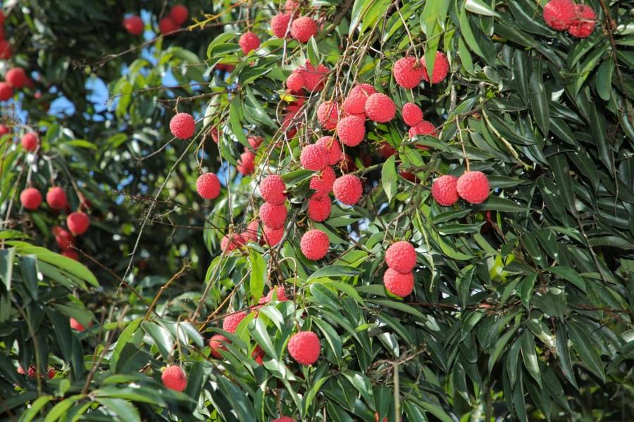 “荔”争上游，从化当“鲜”