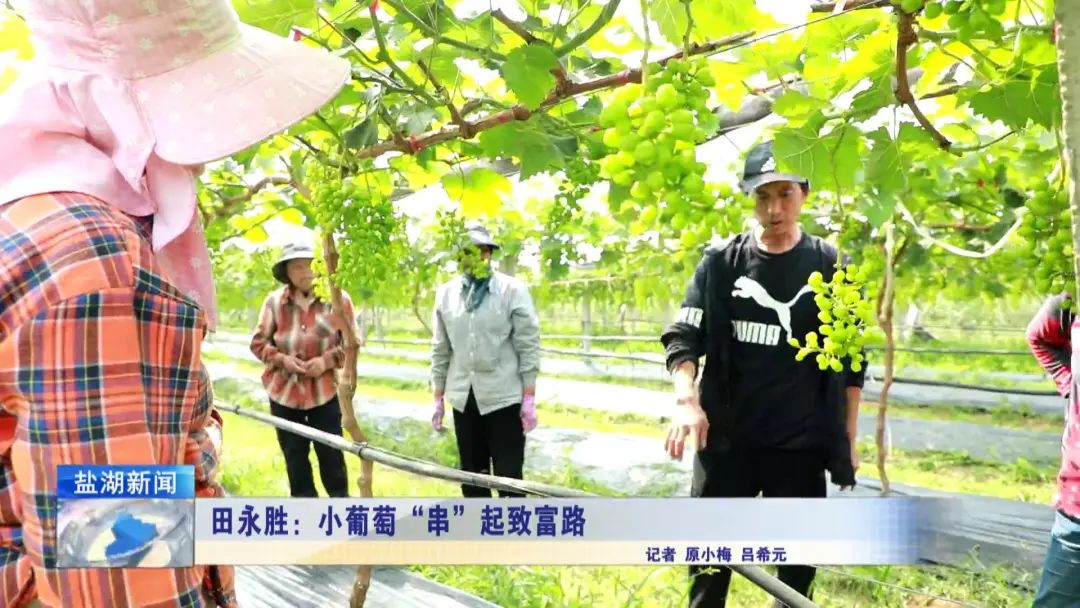 田永胜:小葡萄“串”起致富路