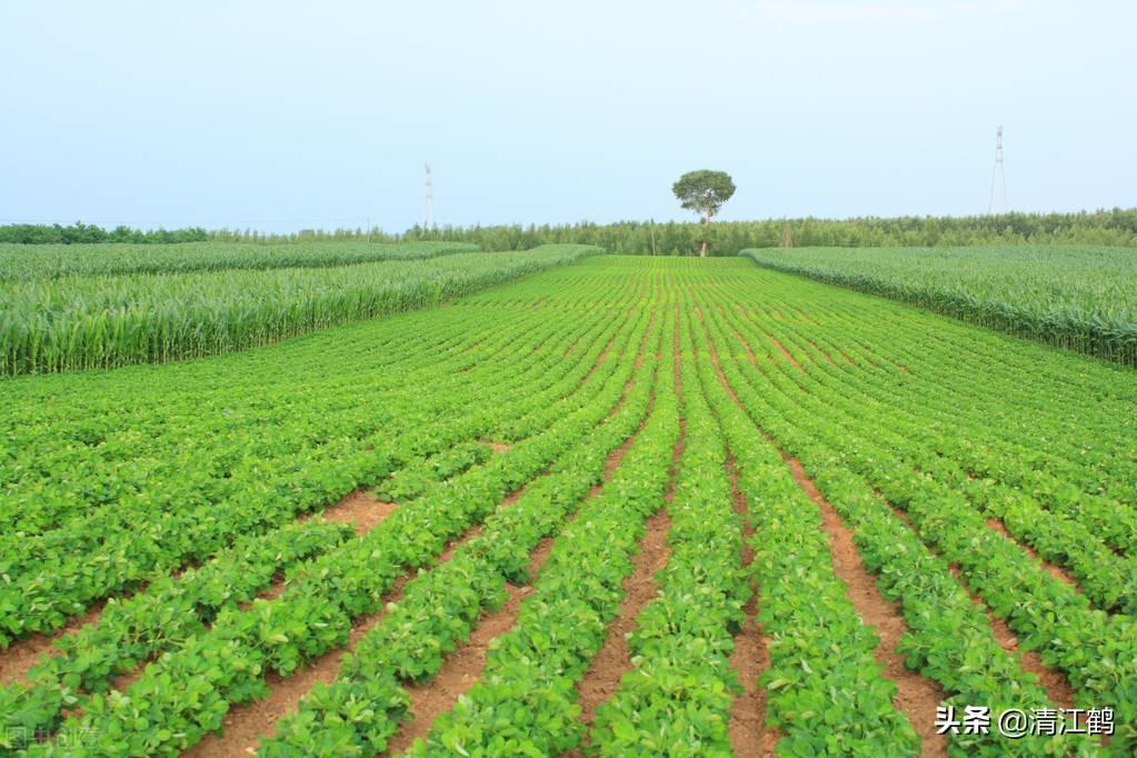 豆类除草剂哪种最好使,豆类除草剂哪种最好最安全