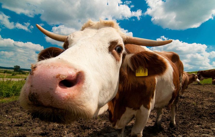 养牛技术与牛中毒的防治,牛喂尿素的方法和注意事项