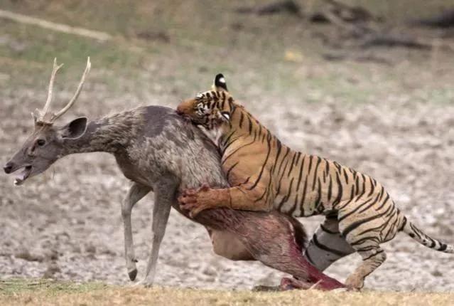 认知战未来,认知对抗未来战争