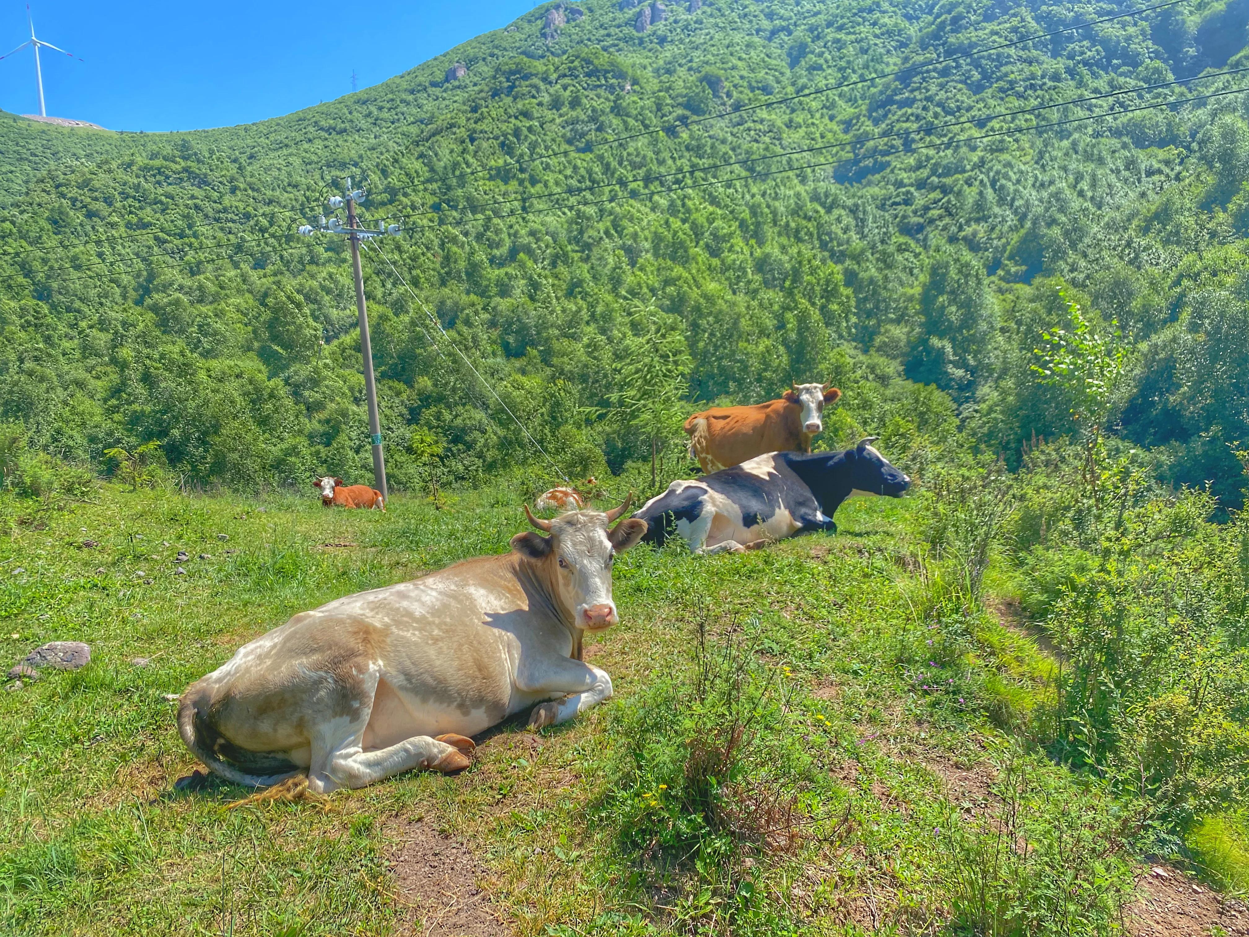 川西高山草甸云海露营,川西高原露营看云海星空