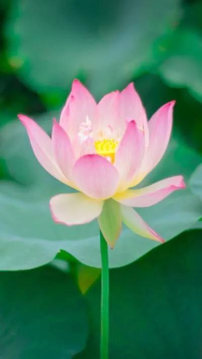 漂亮美丽的荷花壁纸,雨中荷花壁纸荣盛城