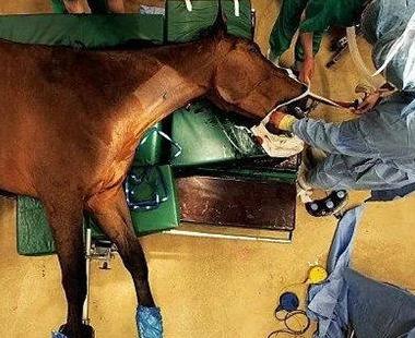 确定全麻手术后马匹心律失常的患病率和性质，评估心律失常的风险