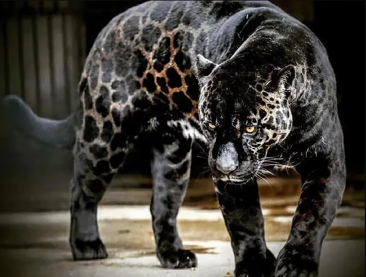 即将灭绝的10种神奇动物,10种让人不寒而栗的神奇动物