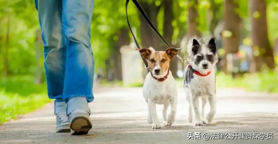 物业对小区养狗有哪些义务和责任,小区宠物管理物业有多大权利