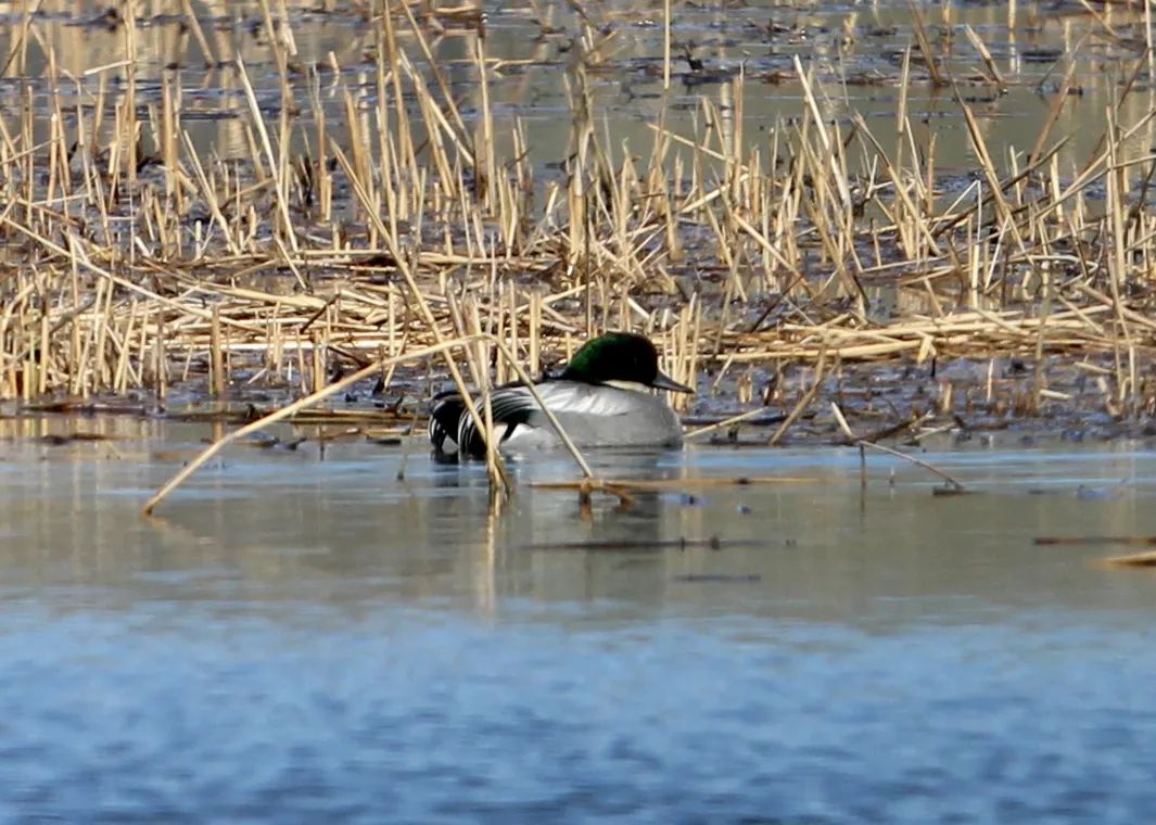 候鸟归来春回乌海,候鸟归来鄱湖的秋天