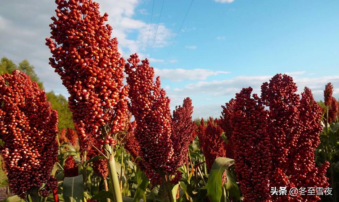 内行人抢着喝的4款良心白酒,最坑人的白酒是哪种