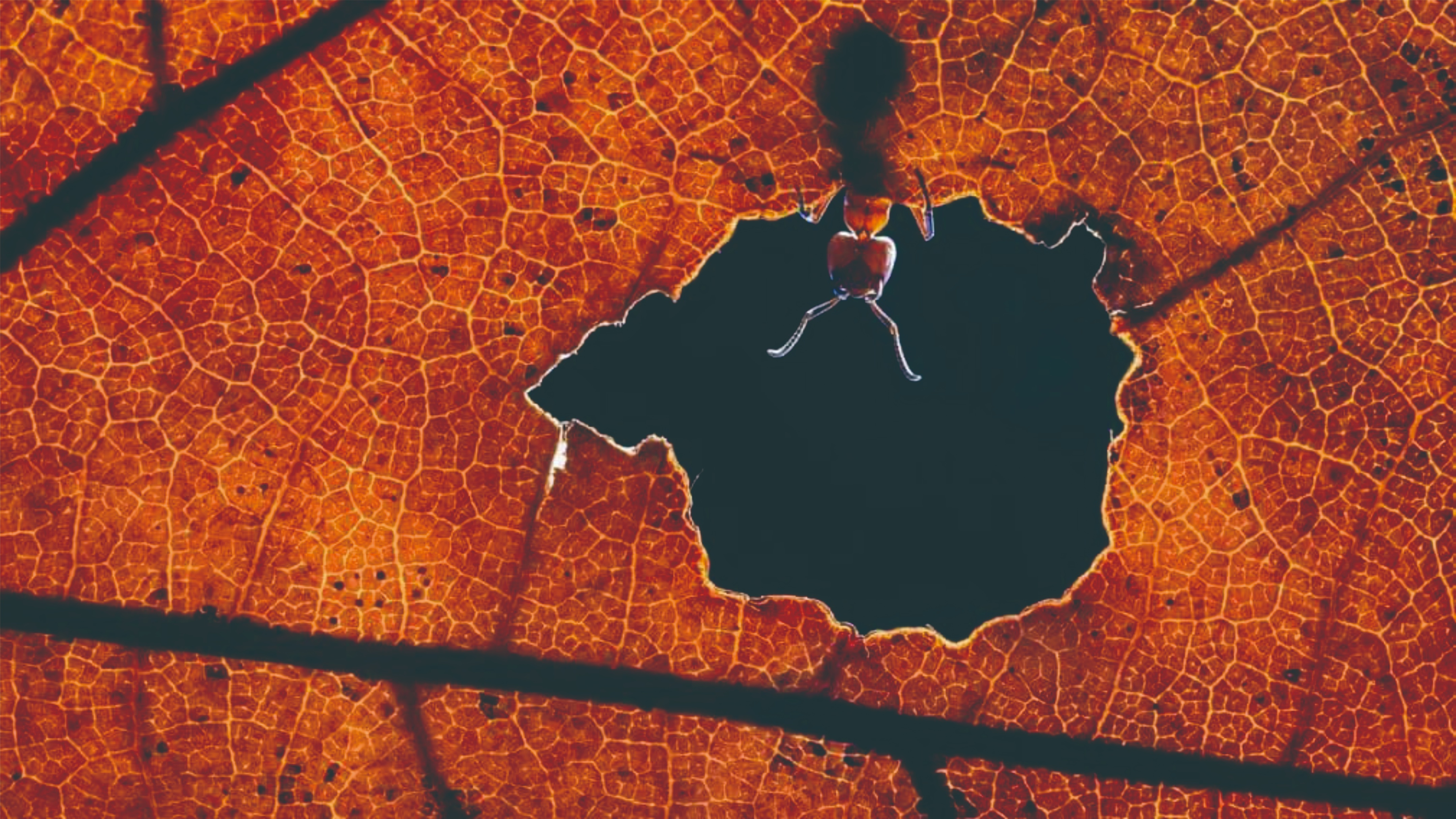 如果一个人总高深莫测，他不是耍流氓，就是在想耍流氓的路上