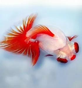 金鱼的品种及图片全部,几乎失传的金鱼品种大全