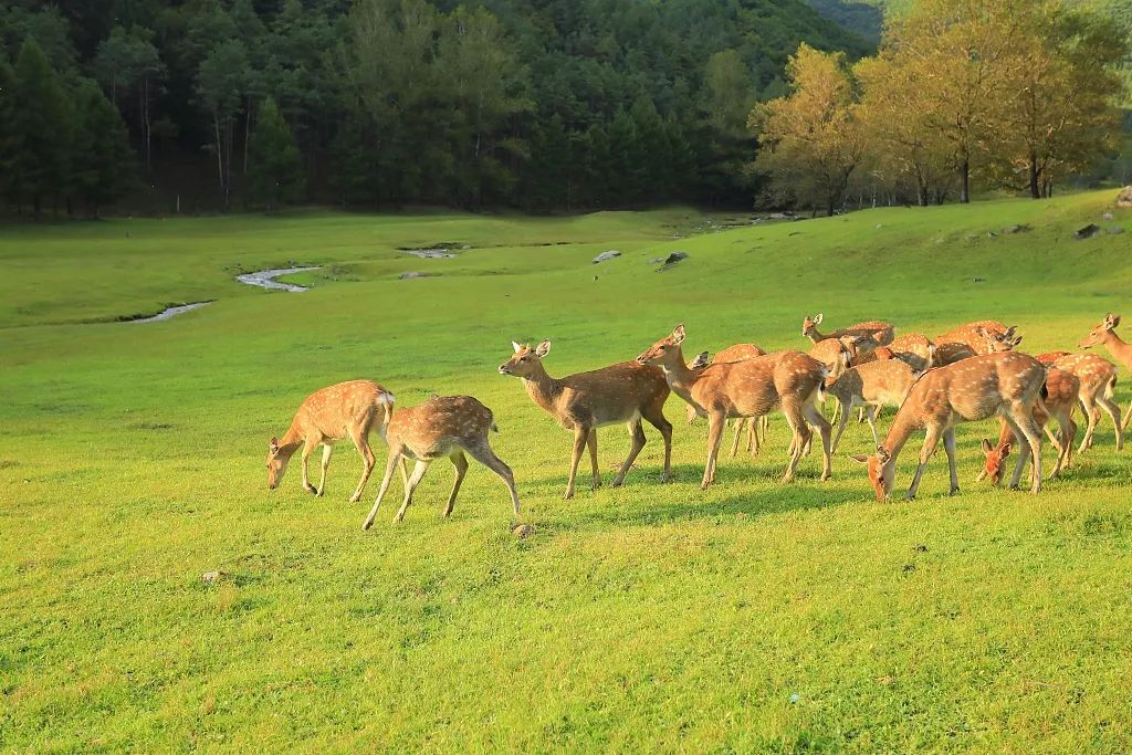 豪华专列游北疆,豪华软卧旅游专列