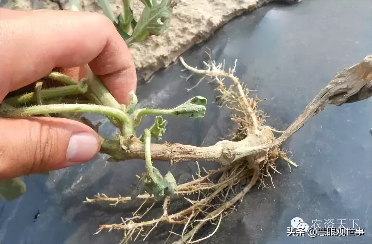 真正的山西孝义土话方言,山西孝义土话大全集