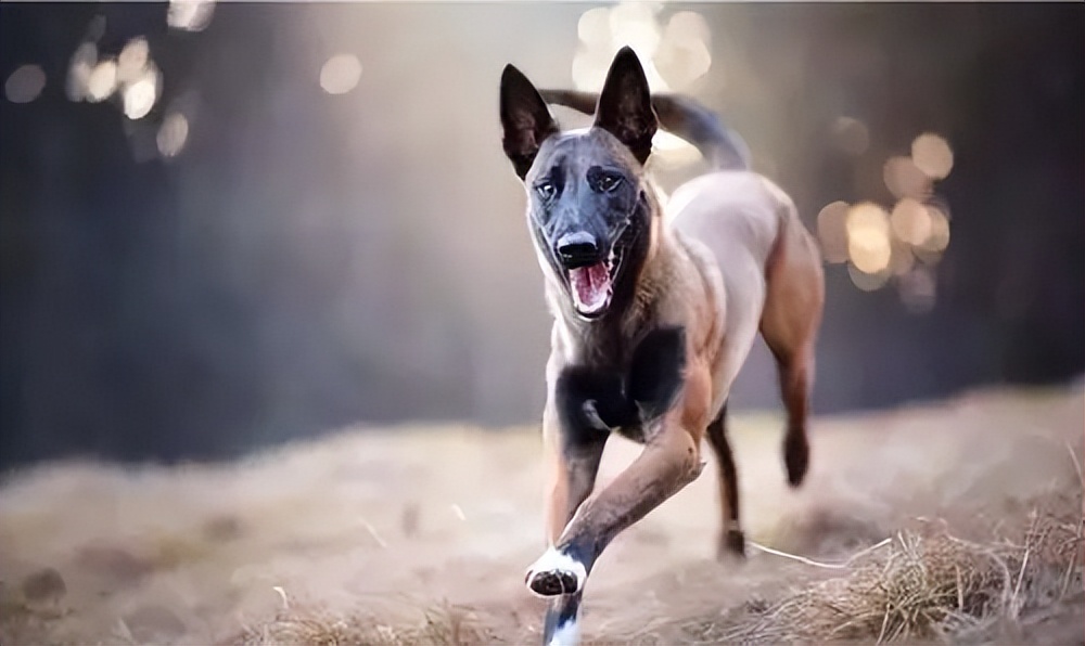 马犬好养吗有什么优点,卡斯罗和马犬的优点缺点