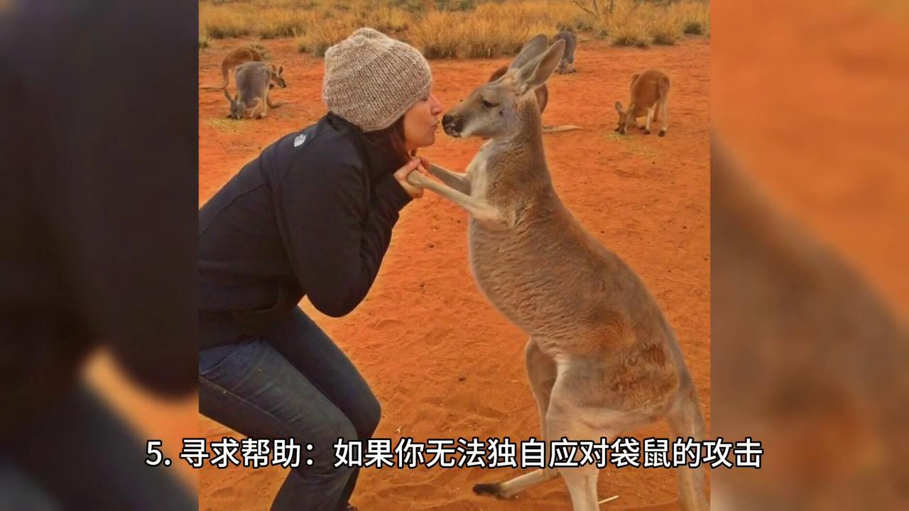 遭遇袋鼠袭击该怎么自救,如果你被袋鼠袭击该怎么办