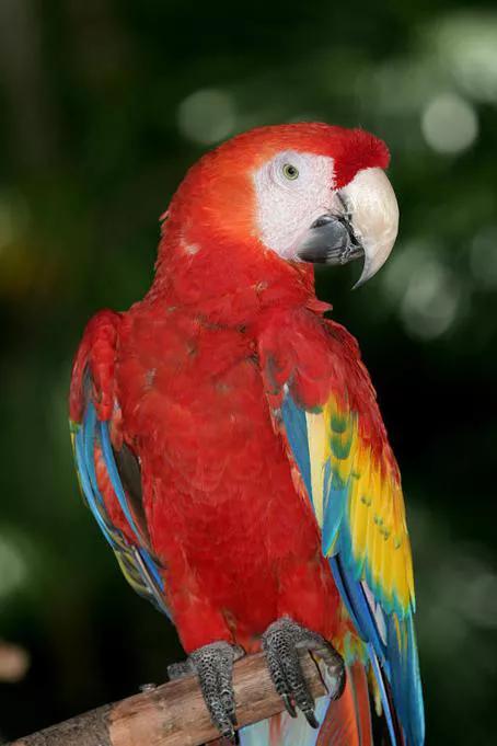 分享图片—五彩金刚鹦鹉