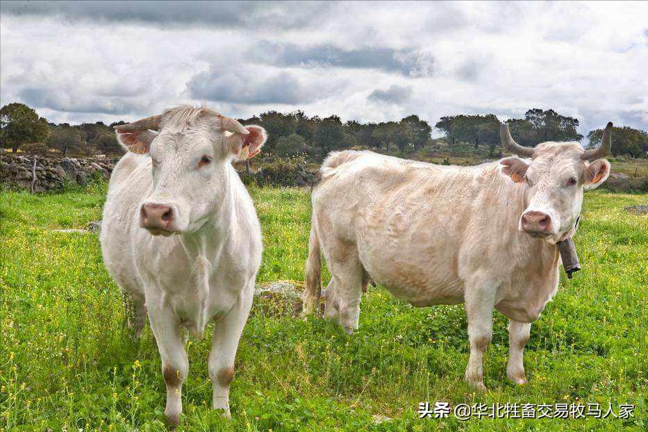 夏洛莱牛价格多少钱一斤？夏洛莱牛养殖前景如何？