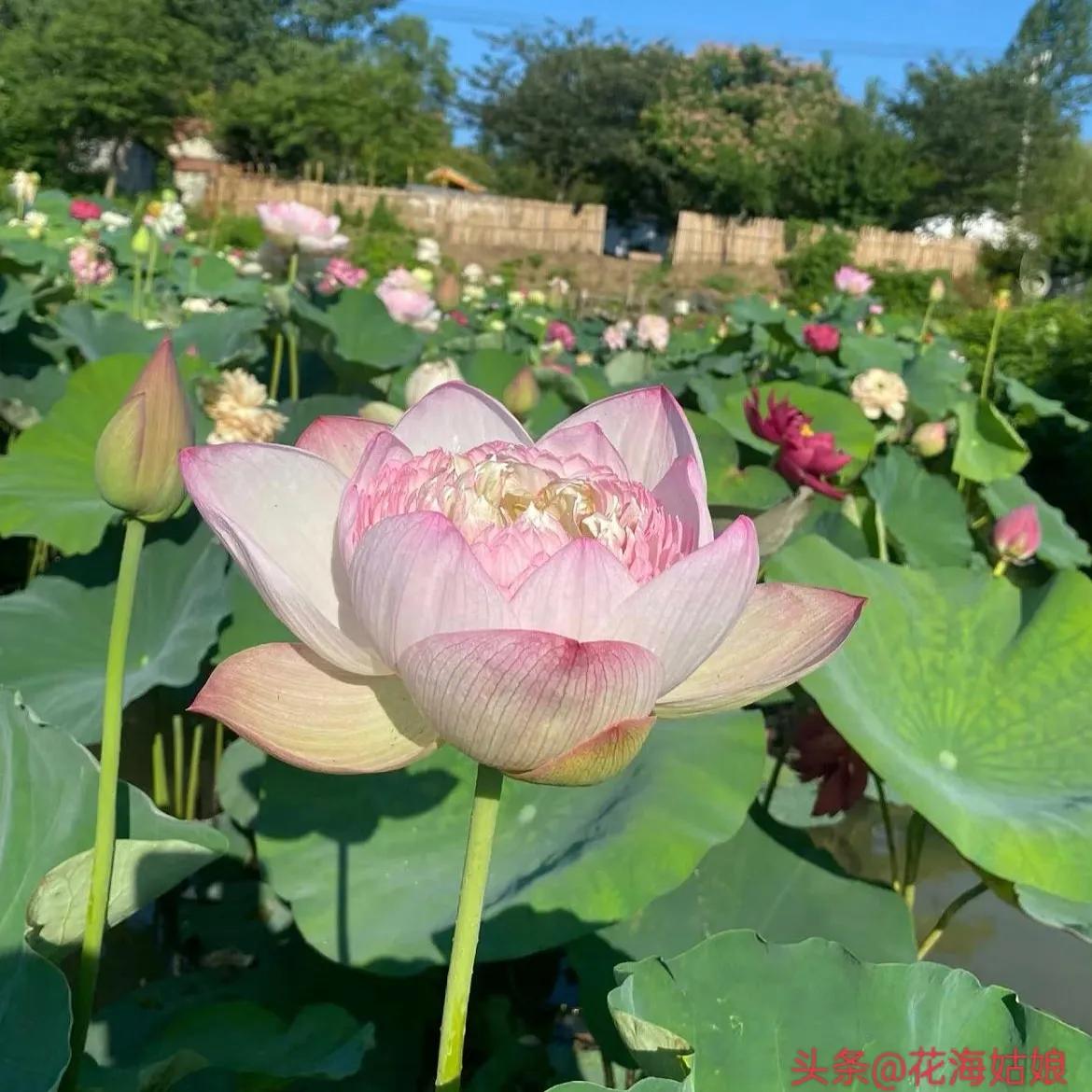 感觉自己好累好累的句子,感觉自己每天都好累好累