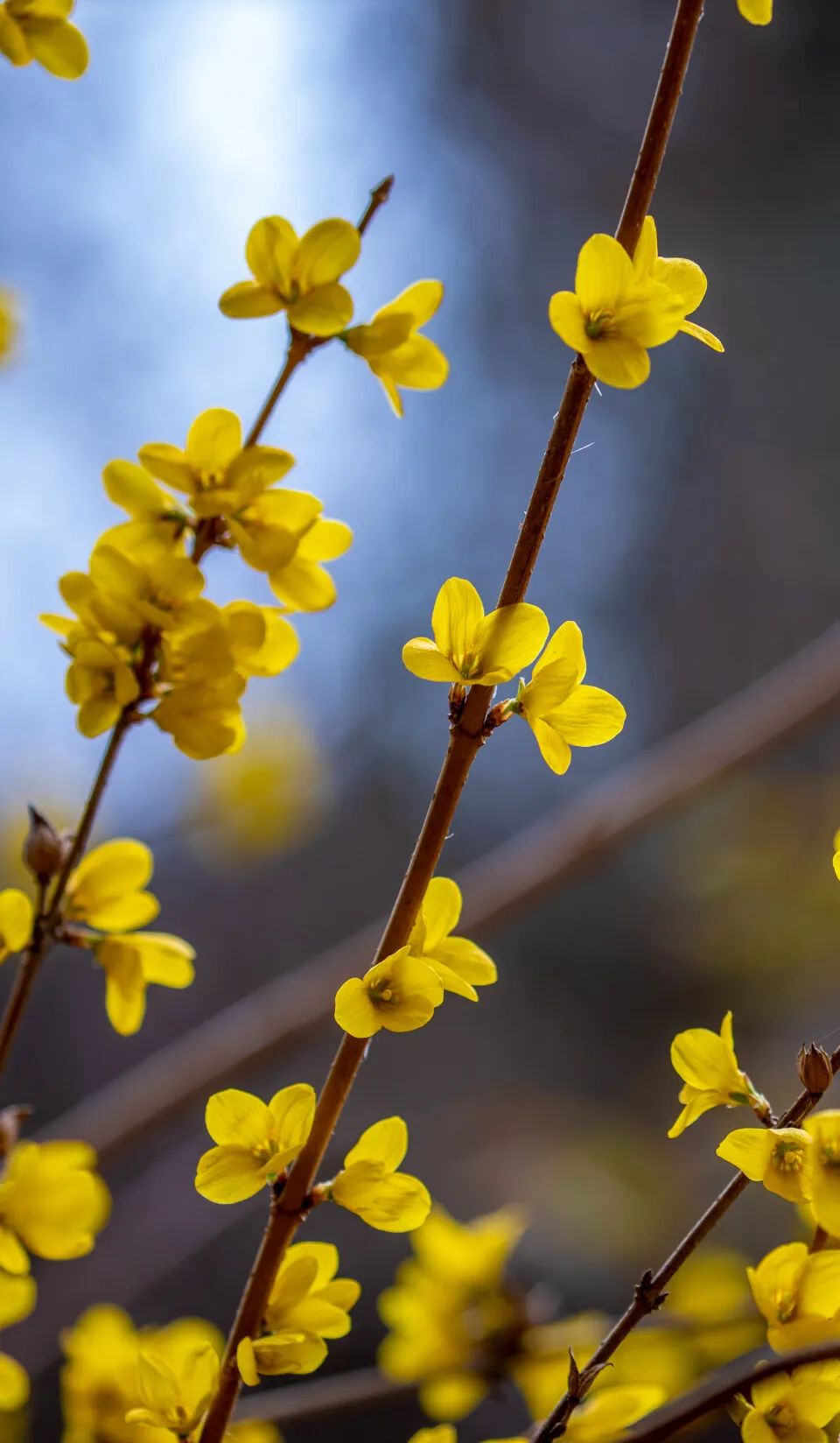济南周边春天赏花全攻略,济南春日赏花攻略已送达