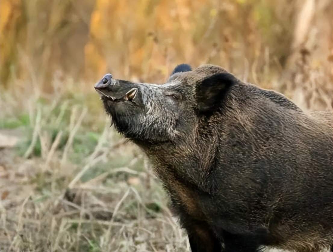 猪克蛇还是蛇克猪,猪为什么可以杀死蛇