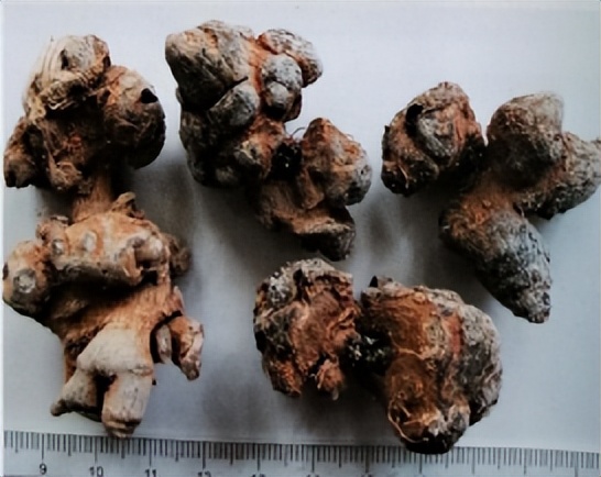 中医三七药材标准,三七真假对比图片三七主治