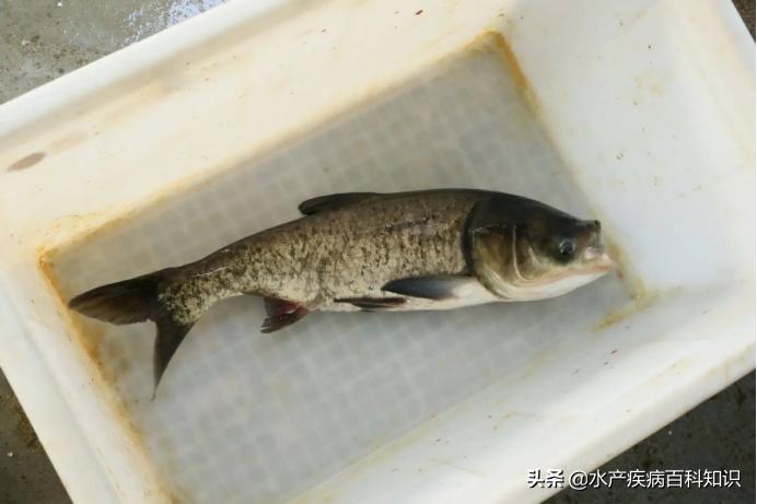 怎么让花白鲢活过两天,花白鲢的养殖技术与方法