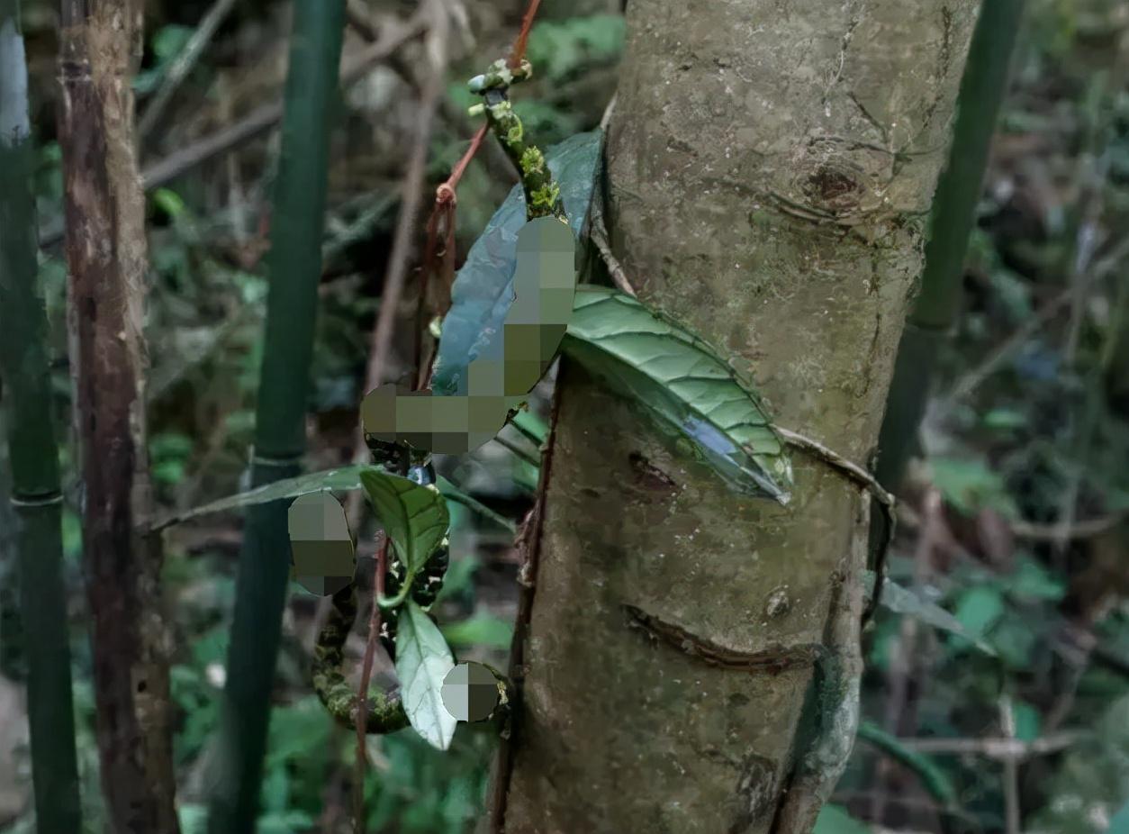 蛇中熊猫莽山烙铁头有多珍稀,蛇中大熊猫是什么蛇