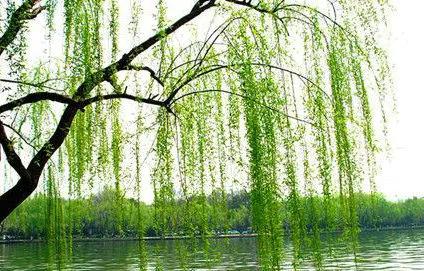 河柳拼音,河柳图