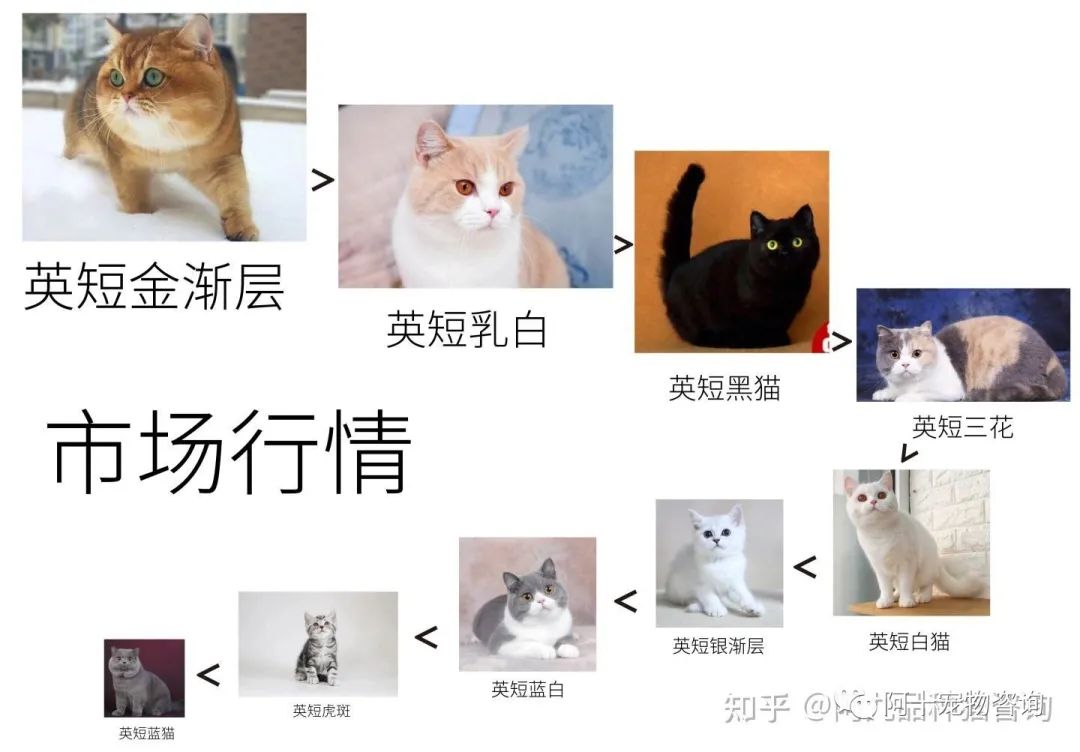 英国短毛猫蓝金渐层特征,英国短毛猫金渐层十一色