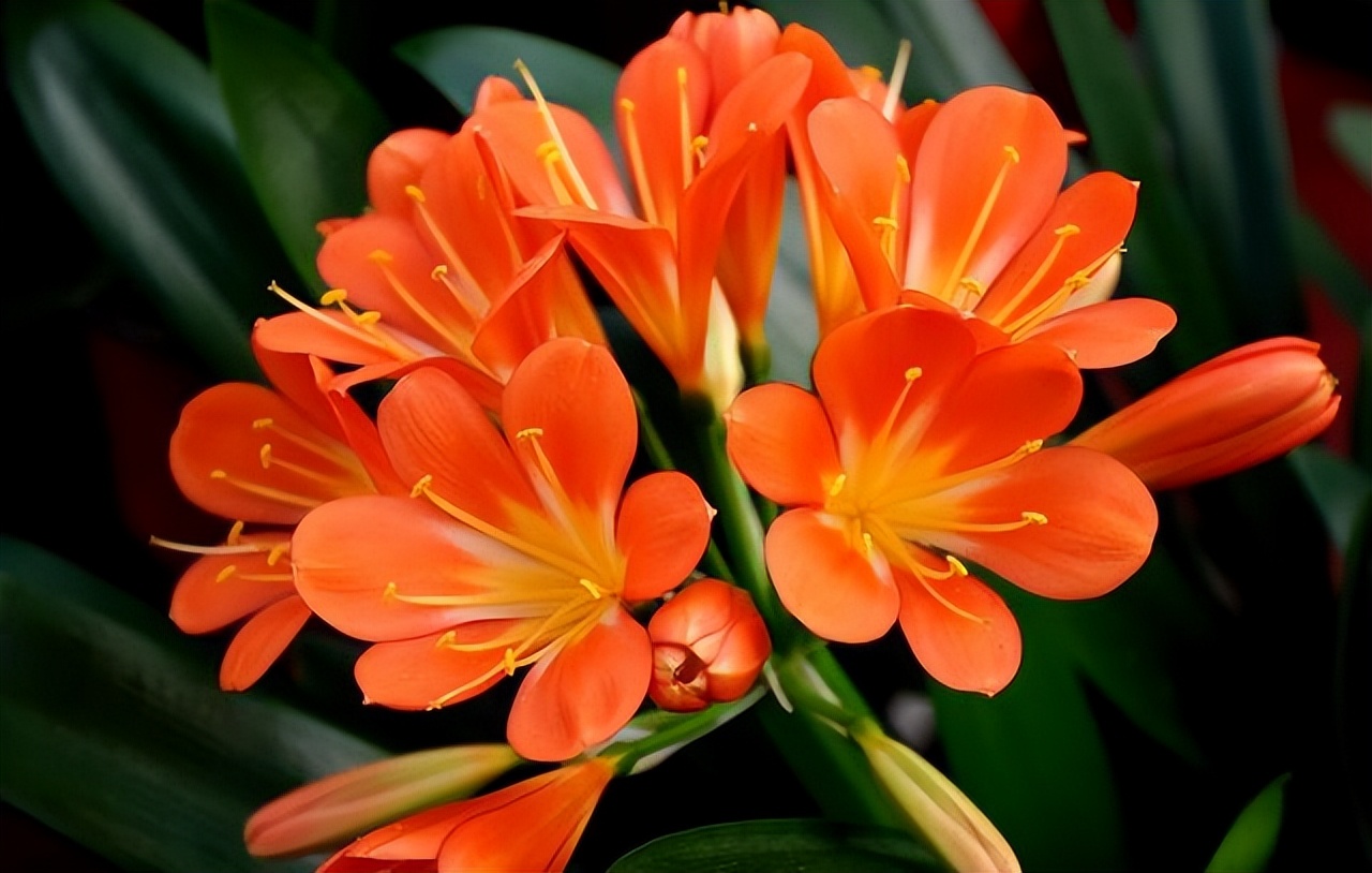 过期的各种药片混在一起浇花好吗,四种过期药片可以浇花