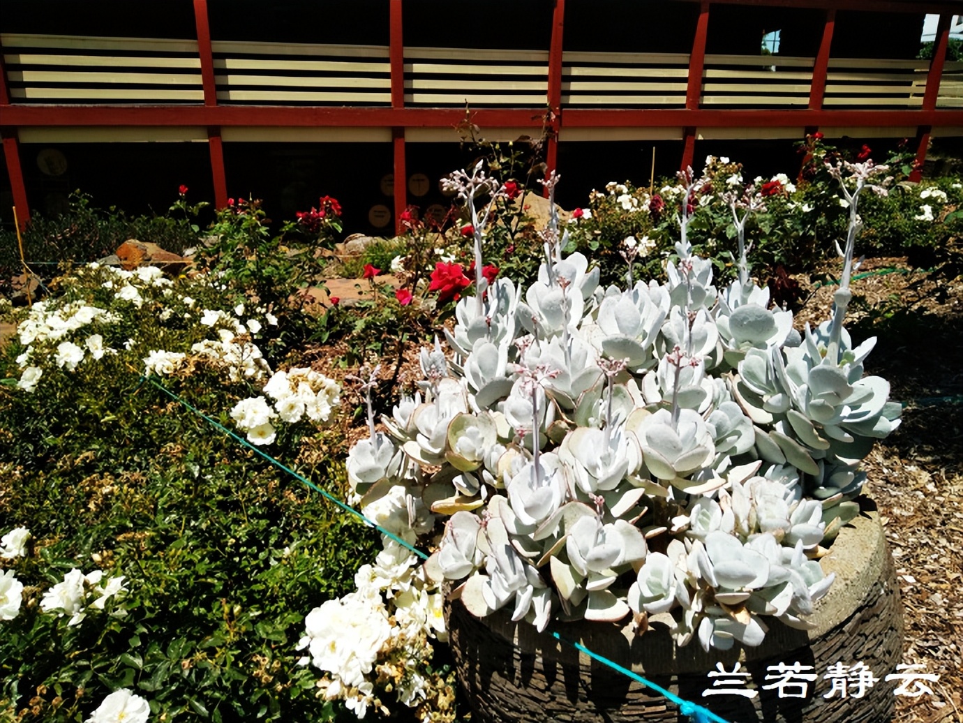 澳洲·墨尔本：到酒庄免费品酒，付5澳元到樱桃园吃到撑