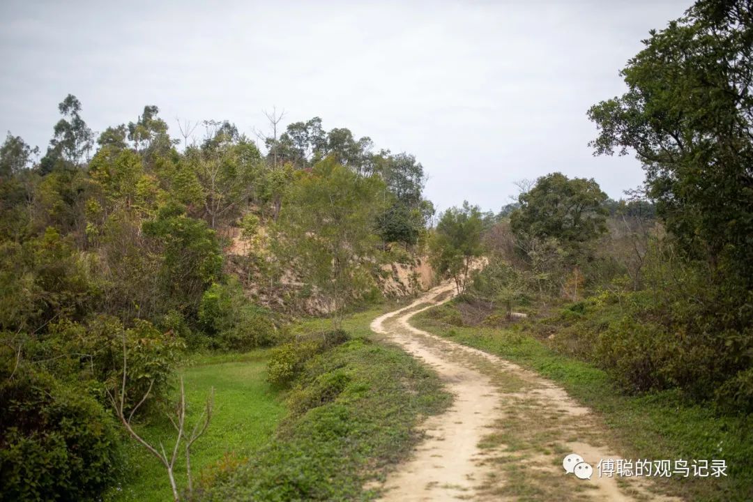 厦门天竺山森林公园旅游攻略,厦门天竺山森林公园步道