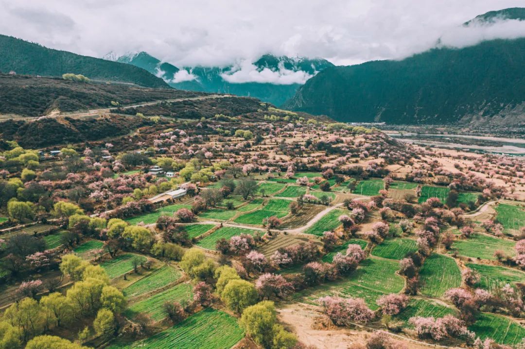 林芝花期预测,林芝桃花最佳观赏时间气温