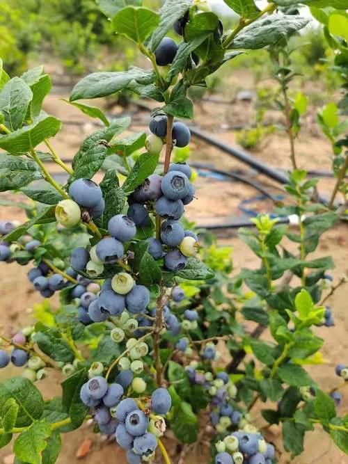 高考前补脑增强记忆力,高考学生吃什么保健品增强记忆力