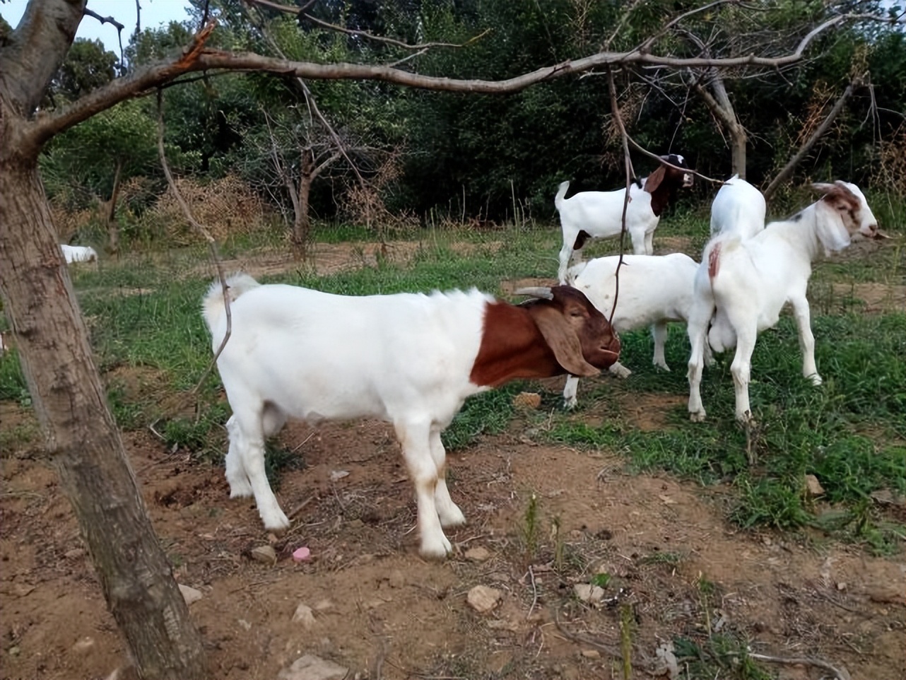 母羊乳房有硬块不吃草怎么办,母羊快下崽了还没下奶