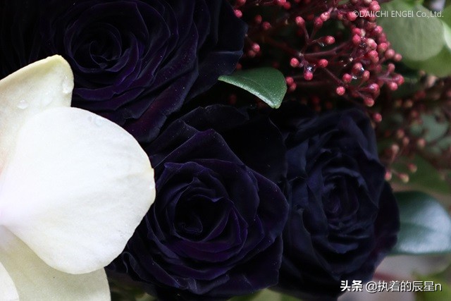 女孩你真的了解玫瑰花吗？三个步骤让你明白男朋友送你玫瑰的意思