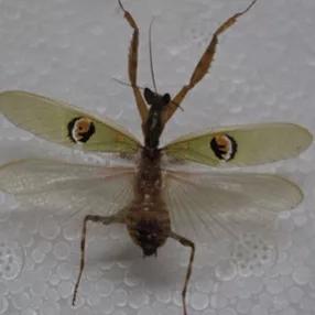 螳螂吃掉自己丈夫的头,螳螂为什么吃掉配偶螳螂吃蛇