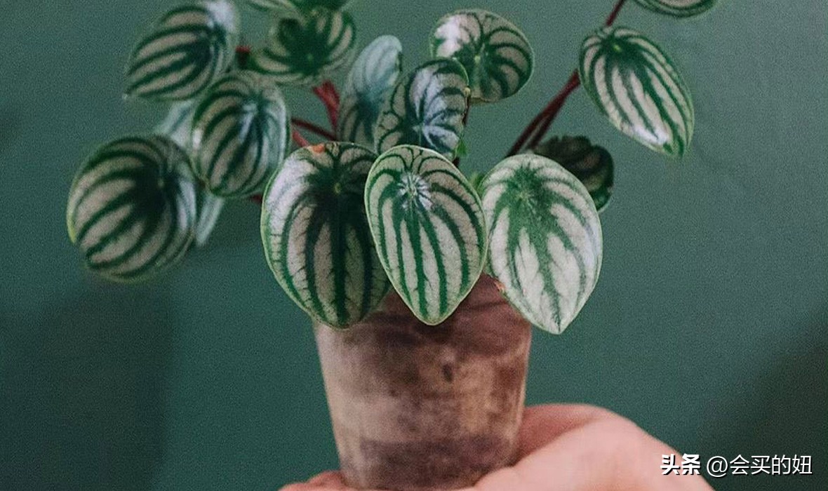 好看又便宜的绿植店铺,什么小绿植好养又适合店铺