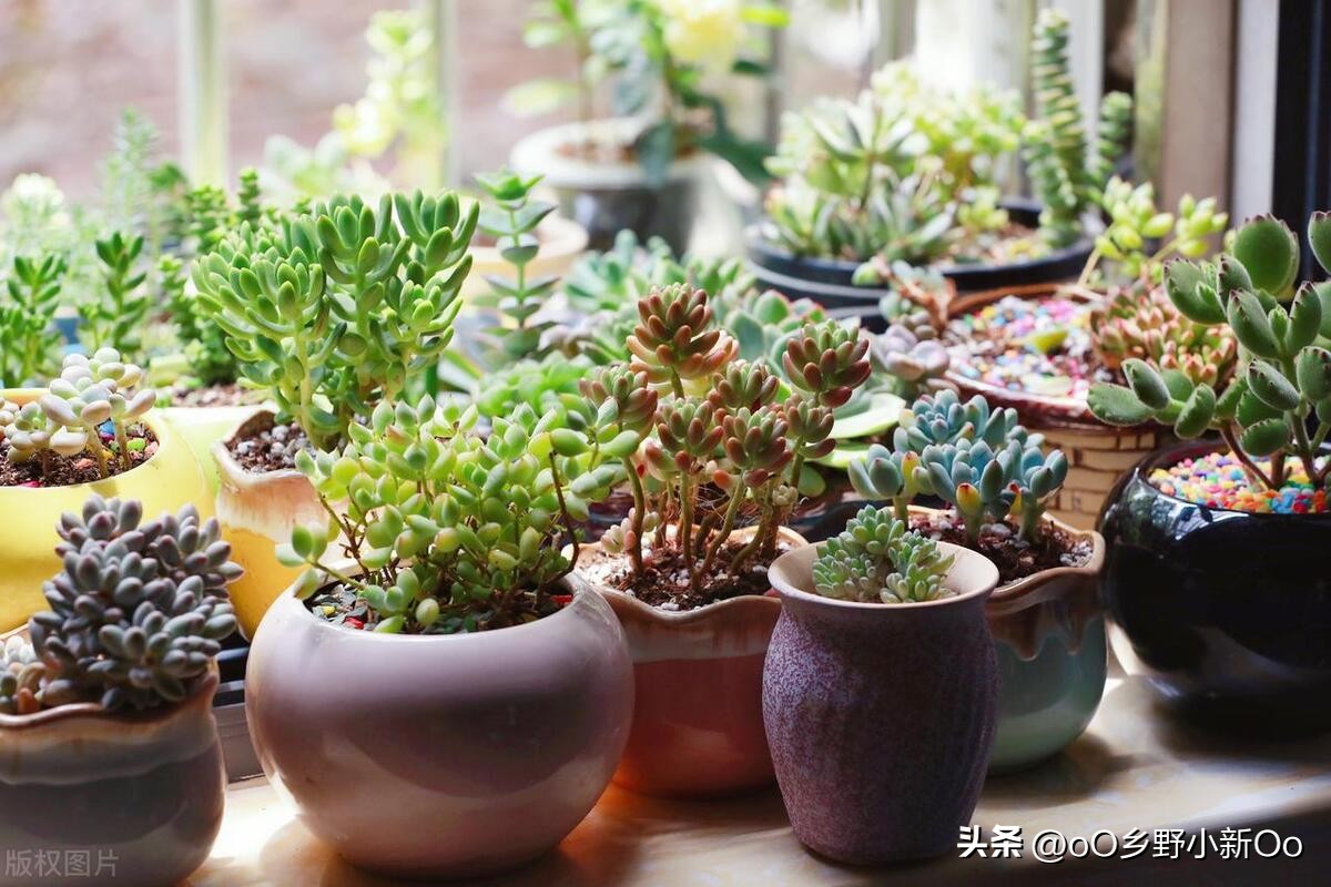 刚种的多肉黑色腐烂根怎么处理,多肉黑叶怎么办夏天