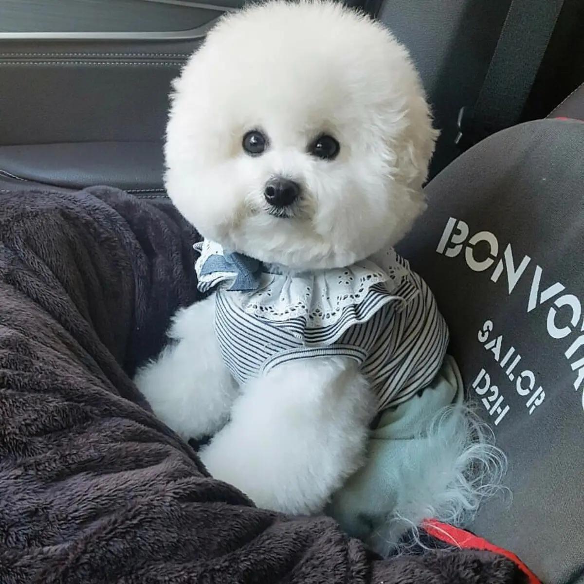 比熊10大缺点,比熊犬缺点视频