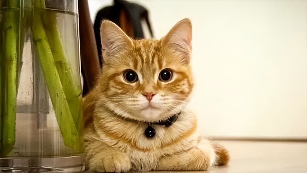 缅因身材布偶长相,缅因猫和挪威森林猫体型对比