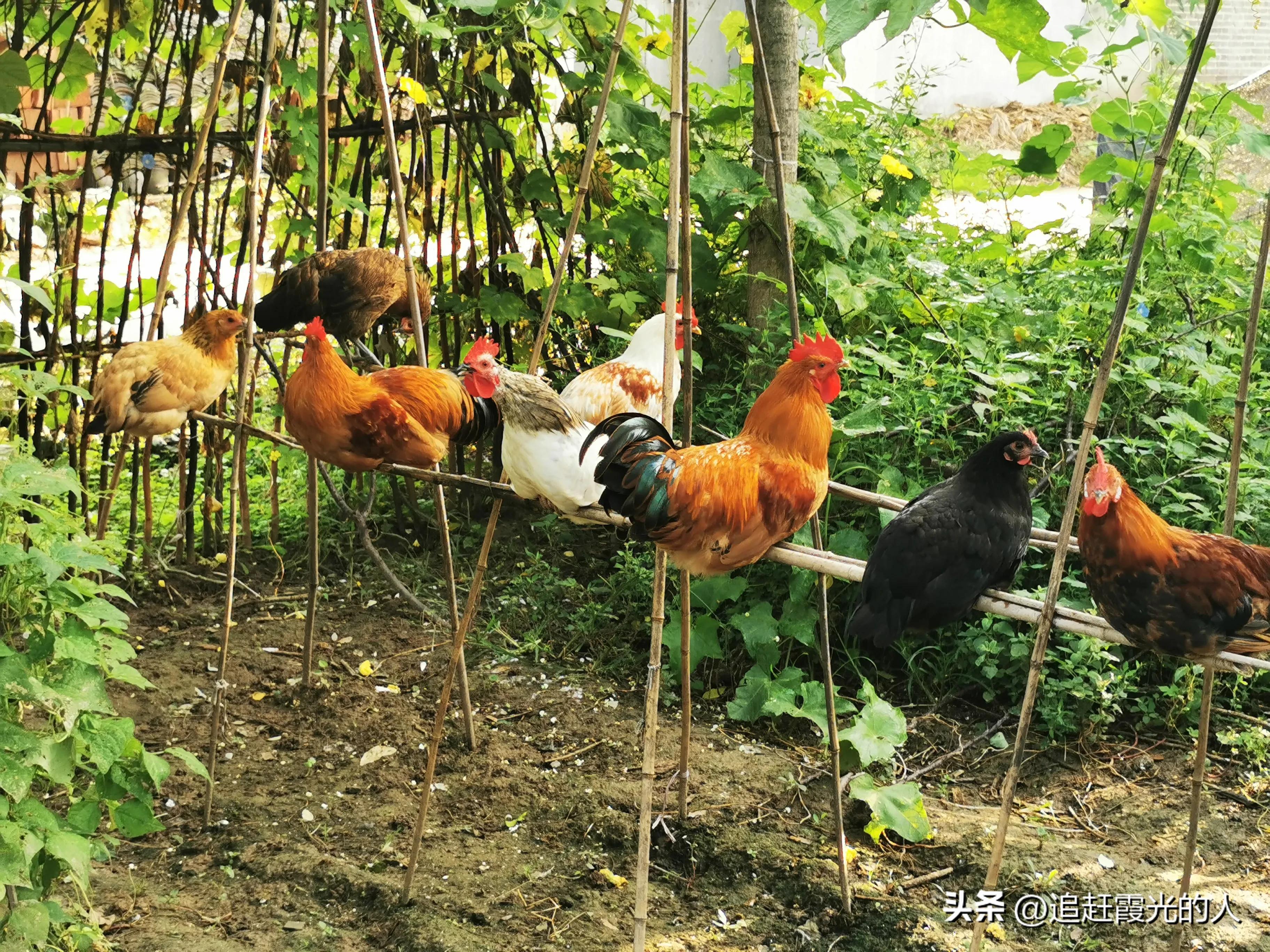 在哪里能租到北京的农家小院,北京哪里可以租农村小院