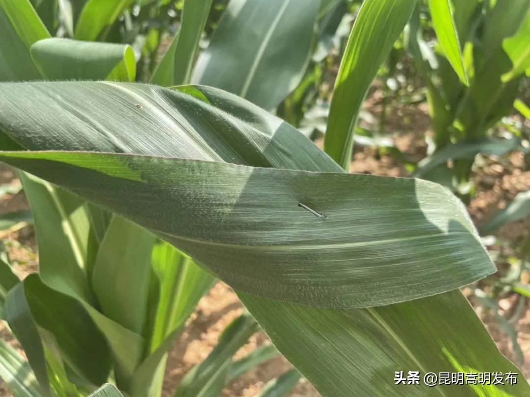 释放赤眼蜂防治虫害报道,赤眼蜂防治松毛虫方法