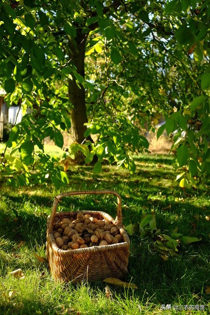 核桃的病虫害防治打什么药,核桃病虫害怎么防治