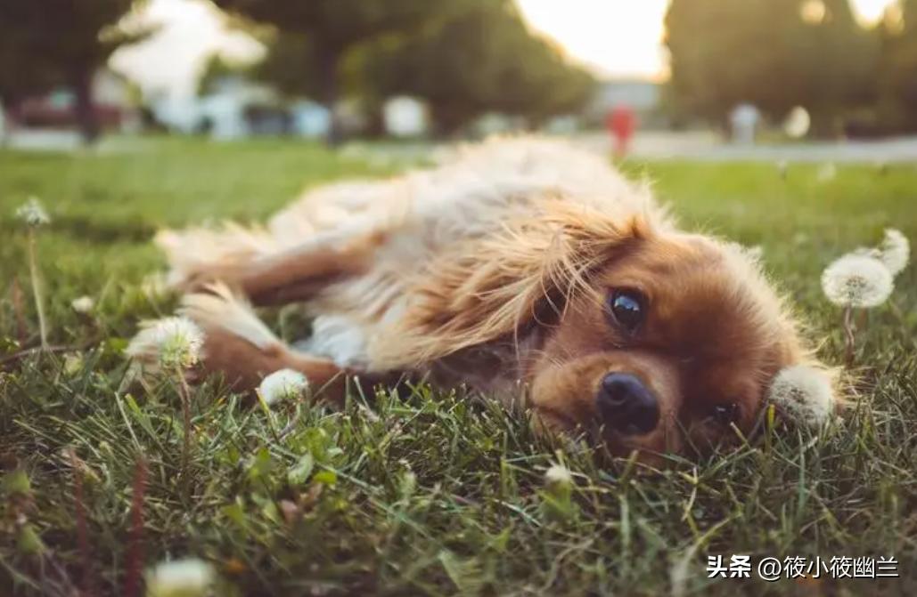 狗狗拉稀呕吐白色泡沫怎么回事,狗狗拉稀加呕吐吃什么药好得快