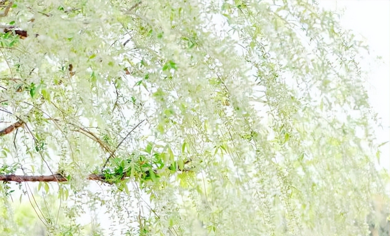 唐代杜甫描写春天的诗句,杜甫笔下有哪些描写春天的诗句