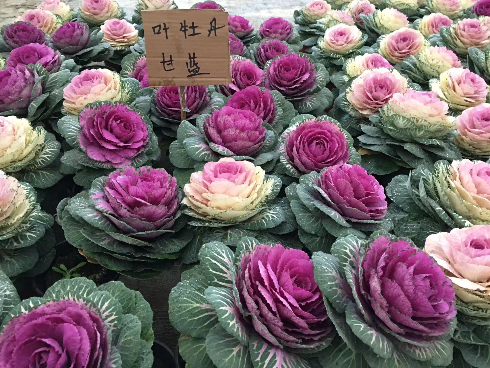 成都春天花卉市场哪里最便宜,成都温江区最便宜的花卉市场