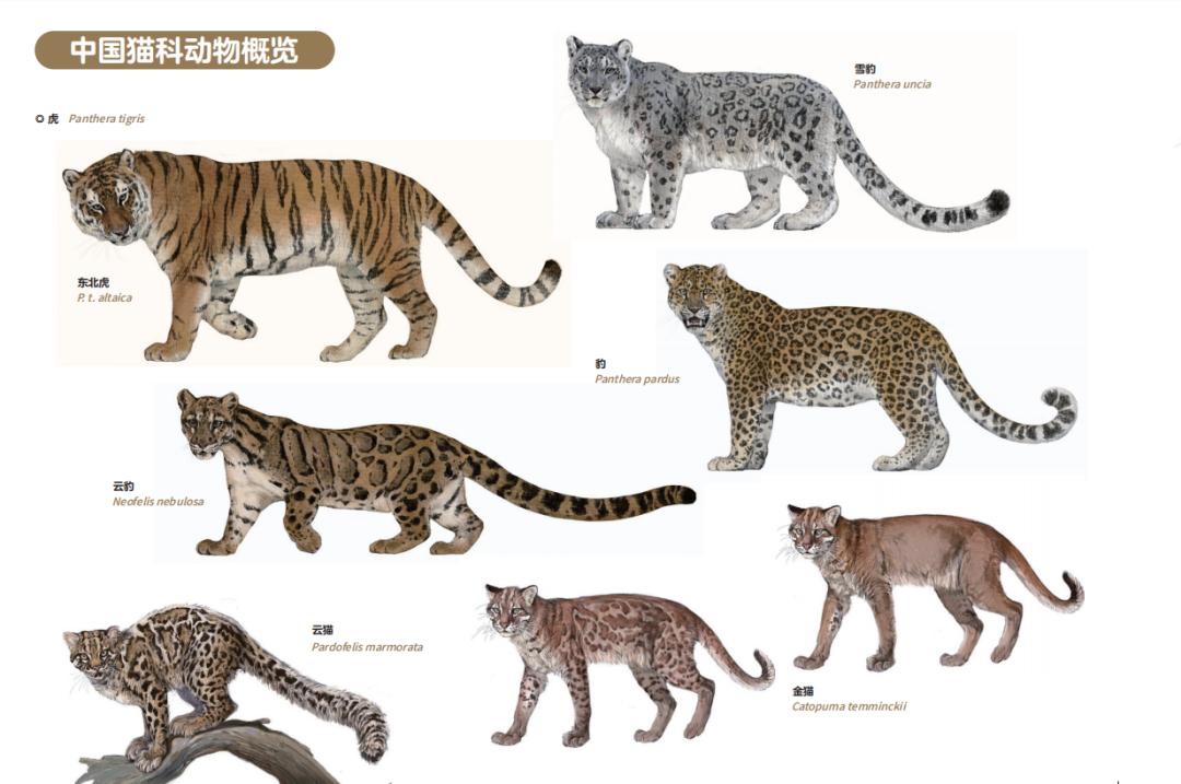 中国这13种猫猫,一种都不能少