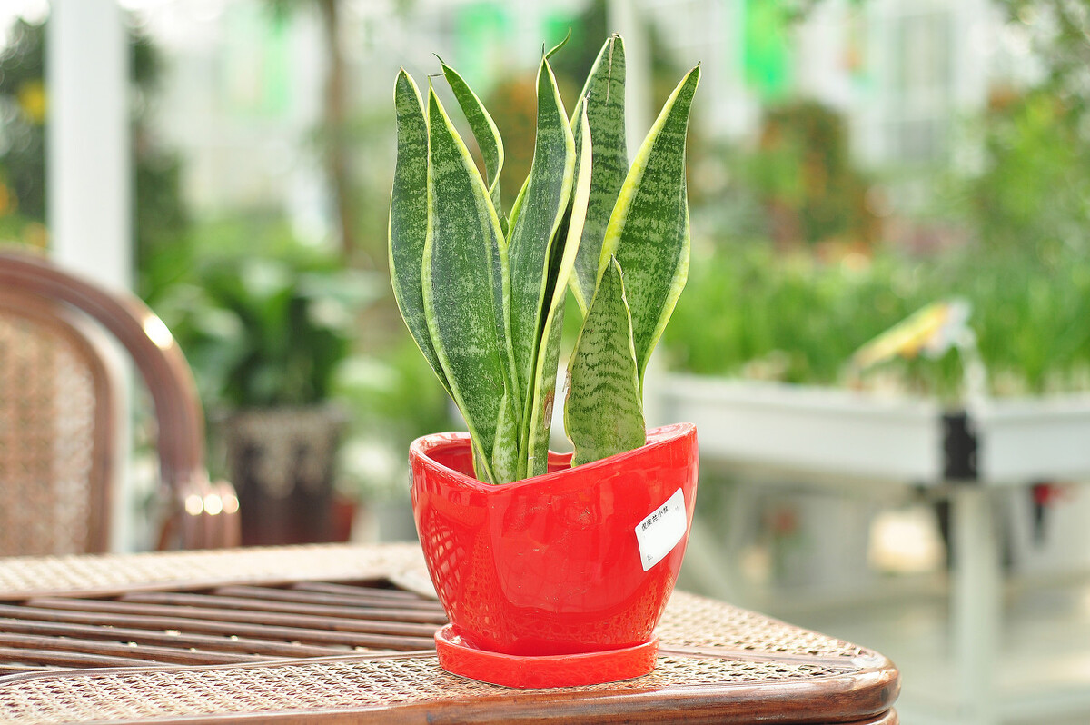 最耐阴的十大室内植物盆栽有哪些,什么植物除室内毒气